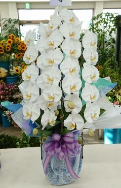 osonae-kochouran-flowerhouse-aika20190826-1