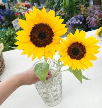 20220902_sunflower-flowerlife-flowerhouseaika2