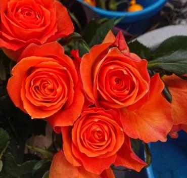 20221108_rose_kingsday_orange-flowerhouseaika