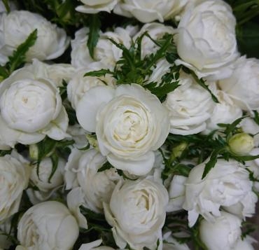 20221116_white-rose_weddingplan-hondaengei-flowerhouseaika