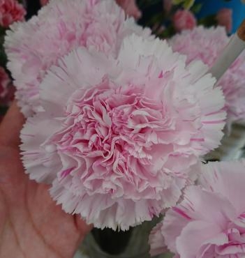 20230615_dianthus-pink-flowerhouseaika