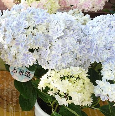 母の日2019 アジサイ万華鏡 限定入荷♪ | 花屋ブログ | 愛媛県松山市の 