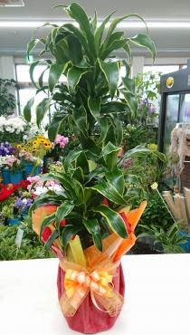 カフェ開店祝　観葉植物　ドラセナ｜「愛花」　（愛媛県松山市の花キューピット加盟店 花屋）のブログ