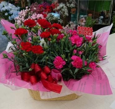 母の日2020♪　カーネーション寄せ鉢｜「愛花」　（愛媛県松山市の花キューピット加盟店 花屋）のブログ