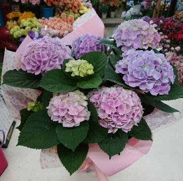 母の日2020　母の月アジサイ♪｜「愛花」　（愛媛県松山市の花キューピット加盟店 花屋）のブログ