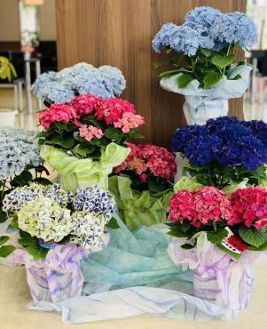 アジサイ　店舗ディスプレイに♪｜「愛花」　（愛媛県松山市の花キューピット加盟店 花屋）のブログ