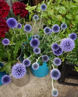 ルリタマアザミ入荷☆ | 花屋ブログ | 愛媛県松山市の花屋 愛花に