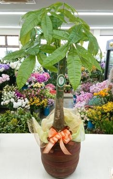 お祝い 観葉植物 パキラ｜「愛花」　（愛媛県松山市の花キューピット加盟店 花屋）のブログ