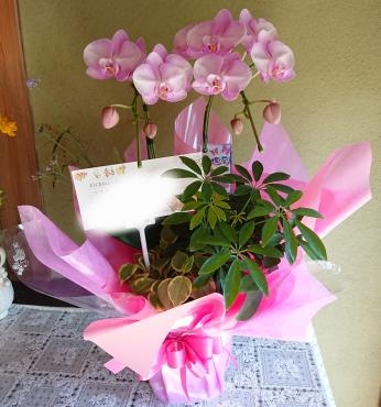 敬老の日 2021♪｜「愛花」　（愛媛県松山市の花キューピット加盟店 花屋）のブログ