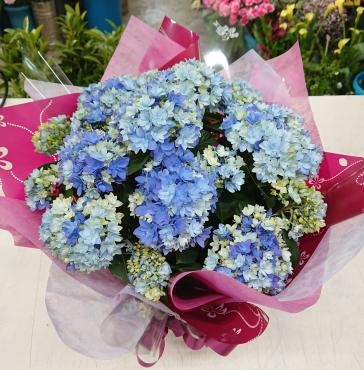 20220512_mothersday-hydrangea-hoshiatsume-blue-flowerhouseaika