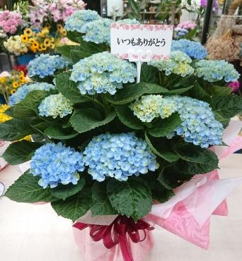 母の日2022 アジサイ♪「愛花」（愛媛県松山市の花屋）のギャラリー写真