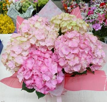 母の日2022 アジサイ「プチハッピー」ピンク♪「愛花」（愛媛県松山市の花屋）のギャラリー写真