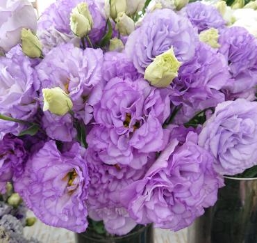 綺麗なトルコギキョウ入荷♪|「愛花」　（愛媛県松山市の花屋）のブログ