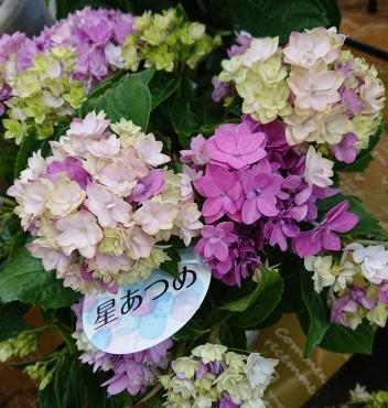 20220524_hydrangea-hoshiatsume-flowerhouseaika