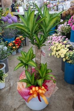 20220708_oiwai-green_dracaena_fragrans-massangeana