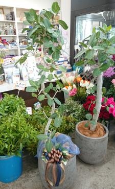 20220713_setsuritsu-oiwai-green_ficus-benghalensis-flowerhouseaika