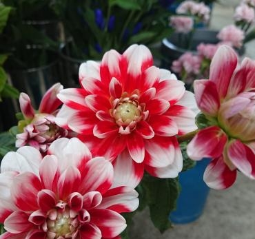 20220809_dahlia_shukuhai-flowerhouseaika