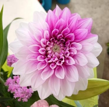 20220811_dahlia_namahagecheek-flowerhouseaika3