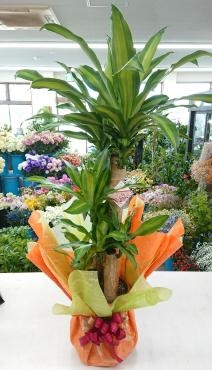 20220813_shinchiku-oiwai_green_dracaena_fragrans-massangeana-flowerhouseaika