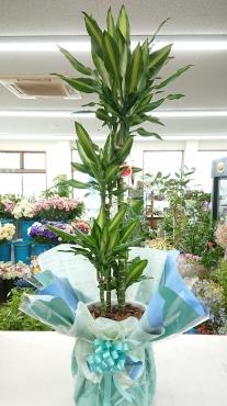 20220821_open-oiwai_green_dracaena-jelle-flowerhouseaika