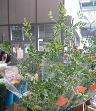 20220901_green_coronilla-valentina_variegata-flowerhouseaika