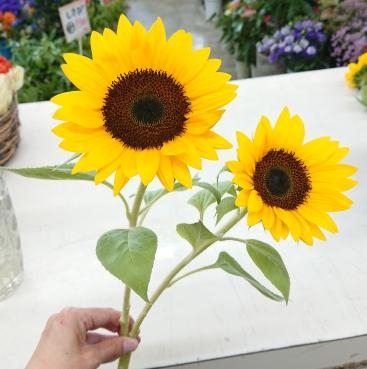 20220902_sunflower-flowerlife-flowerhouseaika1