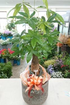 お祝い 観葉植物「パキラ」♪｜「愛花」　（愛媛県松山市の花キューピット加盟店 花屋）のブログ
