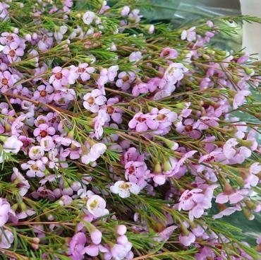 20220922_waxflower-kerin-flowerhouseaika