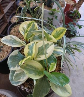 20220925_peperomia-flower-flowerhouseaika