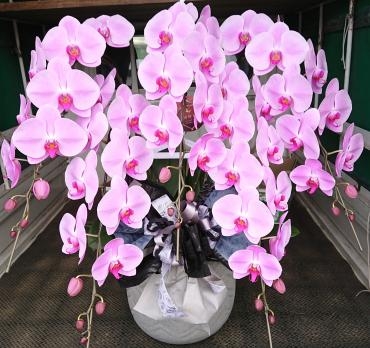 20221010_shunin_oiwai_kochouran-pink5f-flowerhouseaika1