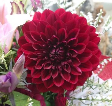 20221011_birthday_oiwai_arrangement-dahlia-flowerhouseaika2