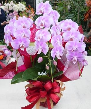 20221128_shunin-oiwai_midikochou-pinkmermaid-flowerhouseaika