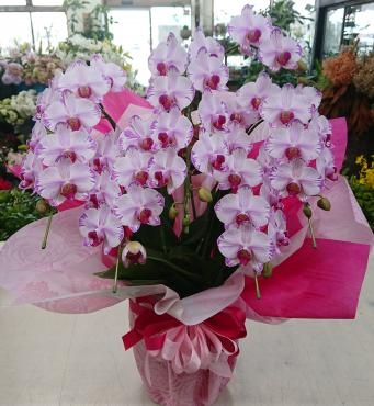 20221215_hakuju_birthday_oiwai_midikochou-pinkfleur-flowerhouseaika