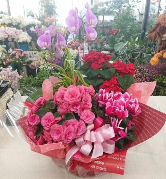 年末のご挨拶 お花の寄せ鉢♪｜「愛花」　（愛媛県松山市の花キューピット加盟店 花屋）のブログ