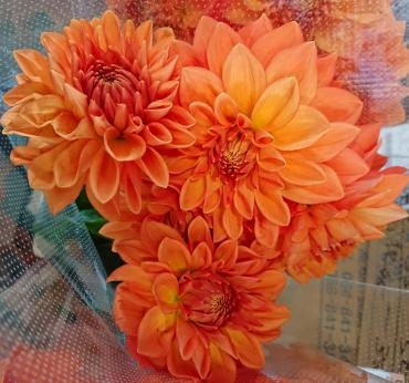 20230107_dahlia_orangestone-flowerhouseaika