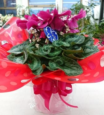 お祝い シクラメン 「ワーリーギグ」♪｜「愛花」　（愛媛県松山市の花キューピット加盟店 花屋）のブログ