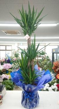事務所開き お祝い 観葉植物♪｜「愛花」　（愛媛県松山市の花キューピット加盟店 花屋）のブログ
