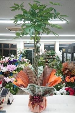 開店祝い 観葉植物 パキラ♪｜「愛花」　（愛媛県松山市の花キューピット加盟店 花屋）のブログ