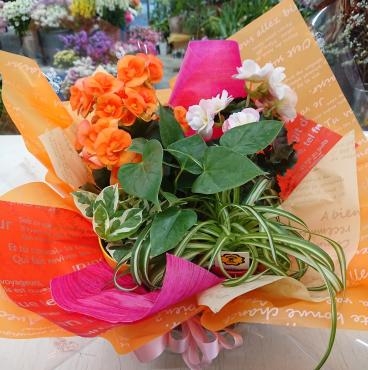 送別 寄せ鉢♪｜「愛花」　（愛媛県松山市の花キューピット加盟店 花屋）のブログ