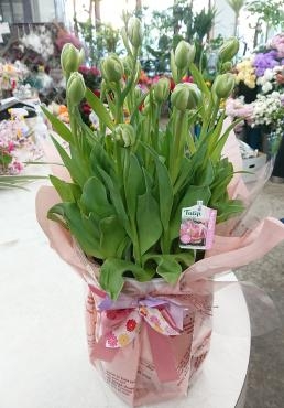 20230321_display_tulip_angelipue-flowerhouseaika