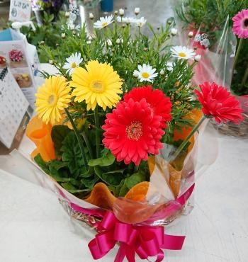 春の寄せ鉢♪｜「愛花」　（愛媛県松山市の花キューピット加盟店 花屋）のブログ