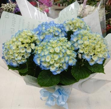 20230502_osonae_hydrangea-blue-flowerhouseaika