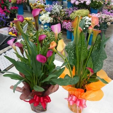 カラー花鉢☆ちょっと早めの母の日に♪｜「愛花」　（愛媛県松山市の花キューピット加盟店 花屋）のブログ