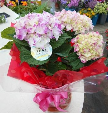 20230511_thank-you-gift-hydrangea-hachi-magical-flowerhouseaika