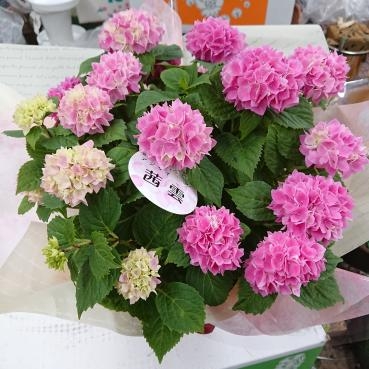 20230512_mothersday-hydrangea-akanegumo