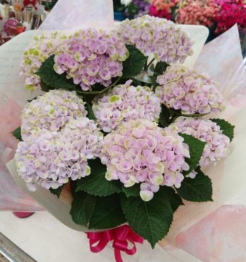 20230517_mothersday-hydrangea-magical-flowerhouseaika