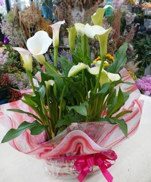 母の日 カラー花鉢の寄せ鉢♪｜「愛花」　（愛媛県松山市の花キューピット加盟店 花屋）のブログ
