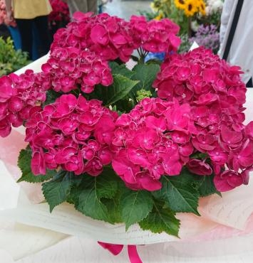母の日 アジサイ♪｜「愛花」　（愛媛県松山市の花キューピット加盟店 花屋）のブログ