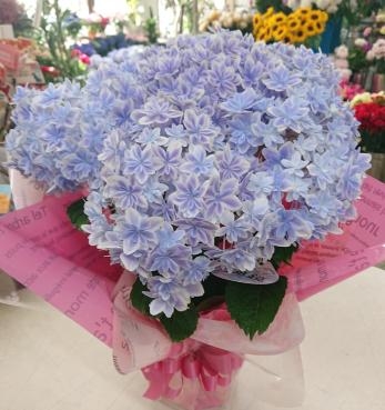 20230524_mothersday-hydrangea-mangekyo-flowerhouseaika
