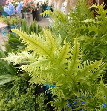 20230530_green_fern1